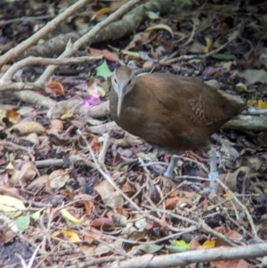 Hypotaenidia sylvestris at Lord Howe Island - 16 Oct 2023