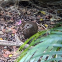 Hypotaenidia sylvestris at Lord Howe Island - 16 Oct 2023