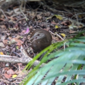 Hypotaenidia sylvestris at Lord Howe Island - suppressed