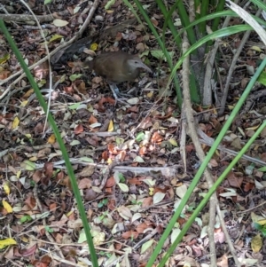 Hypotaenidia sylvestris at Lord Howe Island - 16 Oct 2023