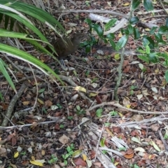 Hypotaenidia sylvestris at Lord Howe Island - 16 Oct 2023