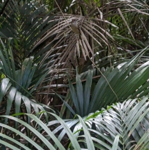 Pachycephala pectoralis contempta at Lord Howe Island - suppressed