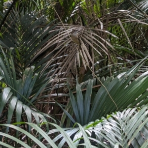 Pachycephala pectoralis contempta at Lord Howe Island - suppressed