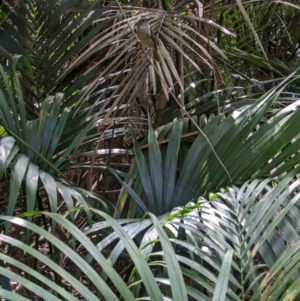 Pachycephala pectoralis contempta at Lord Howe Island - suppressed