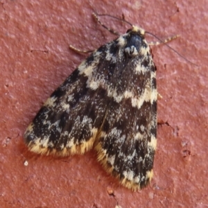 Halone sinuata at Narrabundah, ACT - 6 Nov 2023