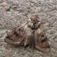 Agrotis porphyricollis (Variable Cutworm) at Griffith, ACT - 20 Nov 2023 by RobParnell