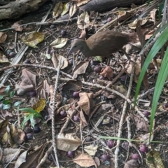 Hypotaenidia sylvestris (Lord Howe Woodhen) at Lord Howe Island - 15 Oct 2023 by Darcy