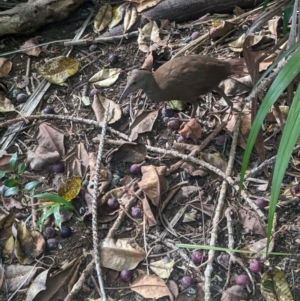 Hypotaenidia sylvestris at Lord Howe Island - 16 Oct 2023