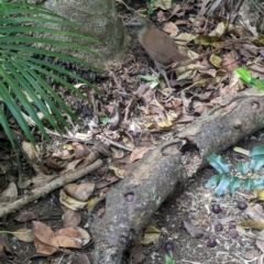 Hypotaenidia sylvestris at Lord Howe Island - suppressed