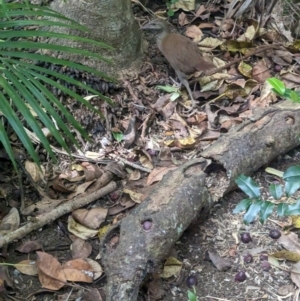 Hypotaenidia sylvestris at Lord Howe Island - 16 Oct 2023