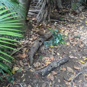 Hypotaenidia sylvestris at Lord Howe Island - 16 Oct 2023