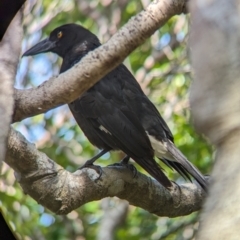 Strepera graculina crissalis (Lord Howe Pied Currawong) at Lord Howe Island Permanent Park - 16 Oct 2023 by Darcy