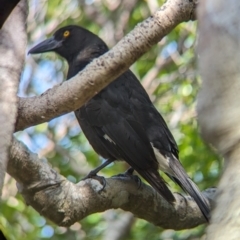 Strepera graculina crissalis at Lord Howe Island - 16 Oct 2023 10:47 AM