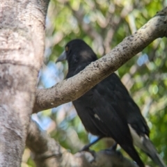 Strepera graculina crissalis at Lord Howe Island - 16 Oct 2023 10:47 AM