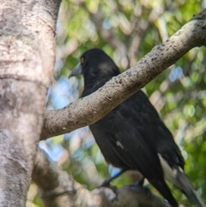 Strepera graculina crissalis at Lord Howe Island - 16 Oct 2023