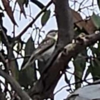 Lalage tricolor (White-winged Triller) at Wallaroo, NSW - 21 Nov 2023 by Paul@93