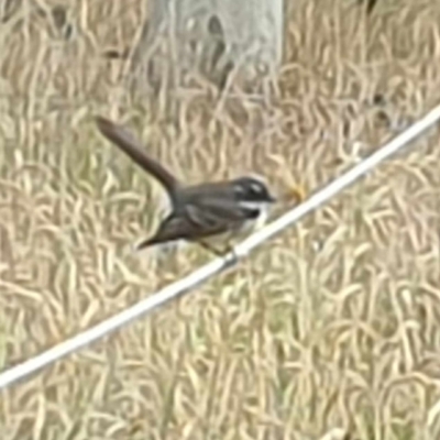 Rhipidura albiscapa (Grey Fantail) at Wallaroo, NSW - 21 Nov 2023 by Paul@93