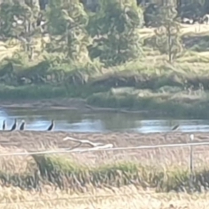 Microcarbo melanoleucos at Wallaroo, NSW - 21 Nov 2023