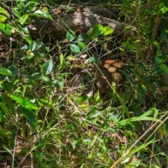 Gallirallus sylvestris (Lord Howe Woodhen) at Lord Howe Island Permanent Park - 16 Oct 2023 by Darcy