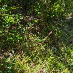 Hypotaenidia sylvestris at Lord Howe Island Permanent Park - 16 Oct 2023