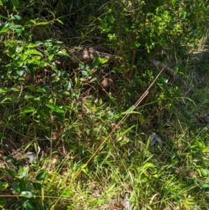 Hypotaenidia sylvestris at Lord Howe Island Permanent Park - suppressed