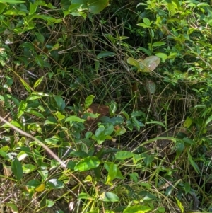 Hypotaenidia sylvestris at Lord Howe Island Permanent Park - 16 Oct 2023