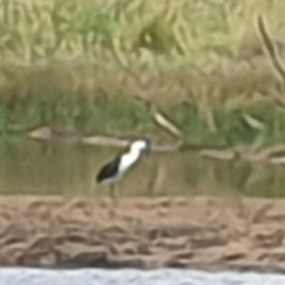 Ardea pacifica (White-necked Heron) at Wallaroo, NSW - 21 Nov 2023 by Paul@93