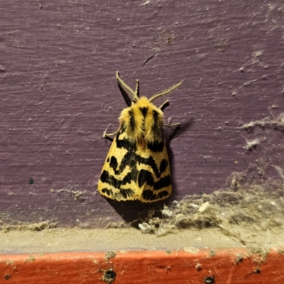 Ardices curvata (Crimson Tiger Moth) at Captains Flat, NSW - 21 Nov 2023 by Csteele4