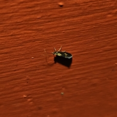 Unidentified Caddisfly (Trichoptera) at QPRC LGA - 21 Nov 2023 by Csteele4