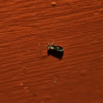 Unidentified Caddisfly (Trichoptera) at QPRC LGA - 21 Nov 2023 by Csteele4