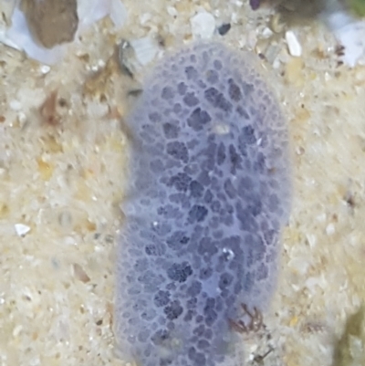 Unverified Sea Slug, Sea Hare or Bubble Shell at Buddina, QLD - 21 Nov 2023 by Harrisi