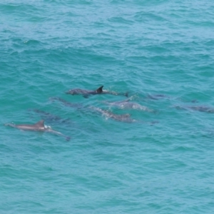 Tursiops truncatus at Point Lookout, QLD - 14 Nov 2023