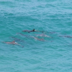 Tursiops truncatus (Bottlenose Dolphin) at Point Lookout, QLD - 14 Nov 2023 by TimL