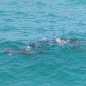 Tursiops truncatus at Point Lookout, QLD - 14 Nov 2023