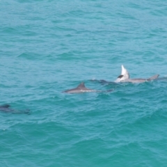 Tursiops truncatus at Point Lookout, QLD - 14 Nov 2023 01:26 PM
