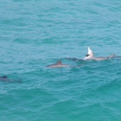 Tursiops truncatus at Point Lookout, QLD - 14 Nov 2023