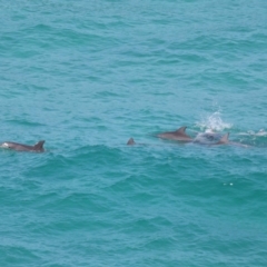Tursiops truncatus at Point Lookout, QLD - 14 Nov 2023 01:26 PM