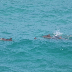 Tursiops truncatus at Point Lookout, QLD - 14 Nov 2023