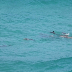 Tursiops truncatus at Point Lookout, QLD - 14 Nov 2023 01:26 PM