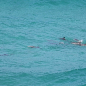 Tursiops truncatus at Point Lookout, QLD - 14 Nov 2023 01:26 PM