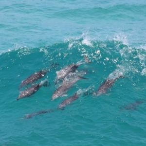 Tursiops truncatus at Point Lookout, QLD - 14 Nov 2023 01:26 PM