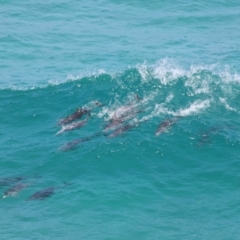 Tursiops truncatus at Point Lookout, QLD - 14 Nov 2023 01:26 PM