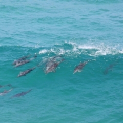 Tursiops truncatus at Point Lookout, QLD - 14 Nov 2023 01:26 PM