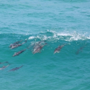 Tursiops truncatus at Point Lookout, QLD - 14 Nov 2023 01:26 PM