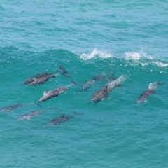 Tursiops truncatus at Point Lookout, QLD - 14 Nov 2023 01:26 PM