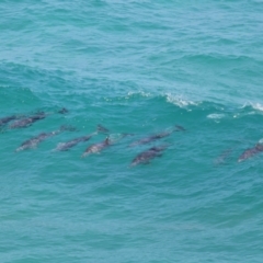 Tursiops truncatus at Point Lookout, QLD - 14 Nov 2023 01:26 PM