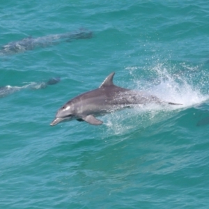 Tursiops truncatus at Point Lookout, QLD - 14 Nov 2023