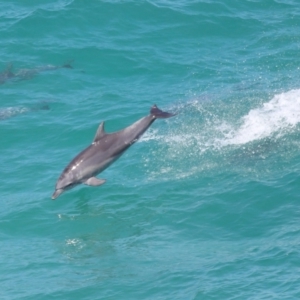 Tursiops truncatus at Point Lookout, QLD - 14 Nov 2023