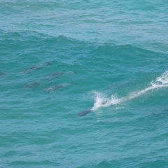 Tursiops truncatus at Point Lookout, QLD - 14 Nov 2023