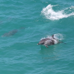 Tursiops truncatus at Point Lookout, QLD - 14 Nov 2023